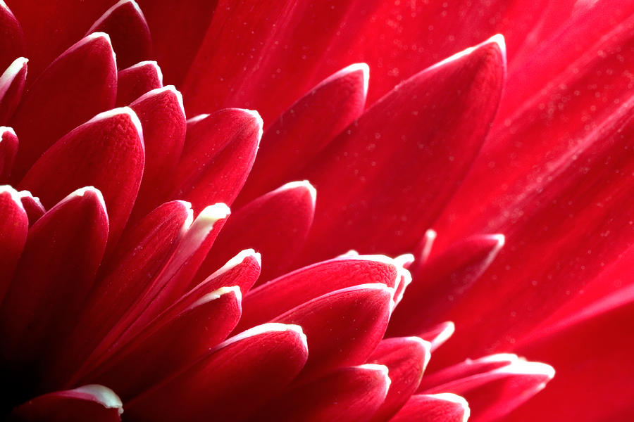 Red Gerbera Daisy Photograph by Andrew Giovinazzo