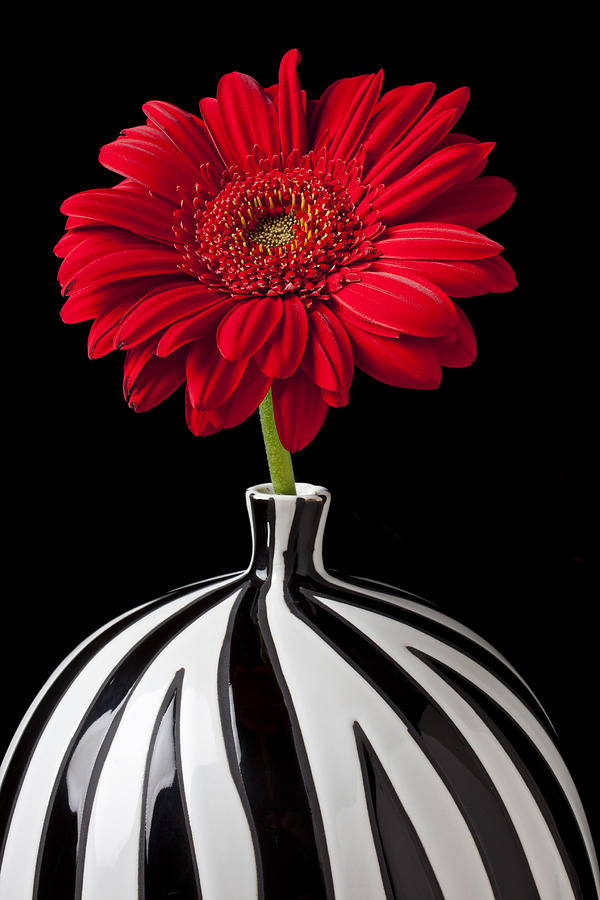 Red Gerbera Daisy Photograph by Garry Gay