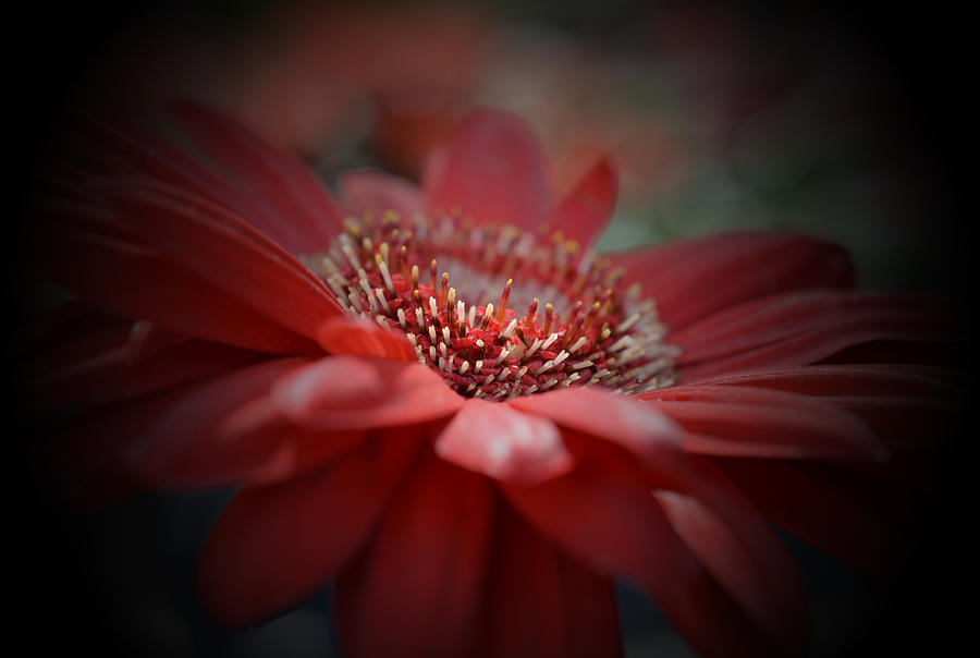 Red Gerbera Daisy Photograph by Richard Andrews