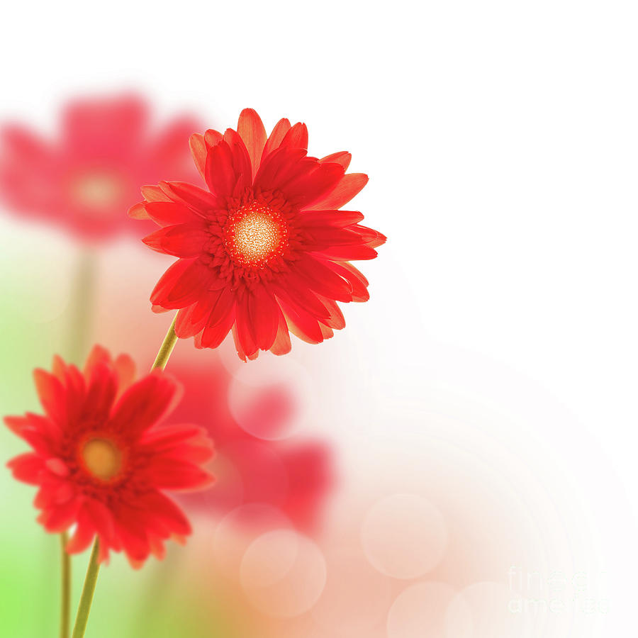 Daisy Photograph - Red gerbera by Delphimages Photo Creations