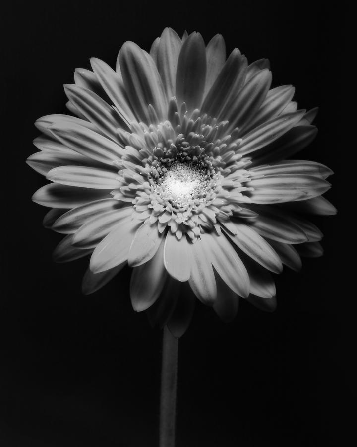 Black And White Photograph - Red Gerbera in Black and White by George Oze