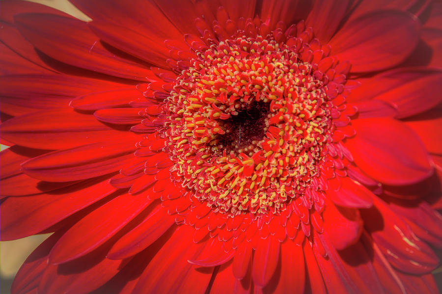 Red Gerbera Photograph by Kristina Rinell