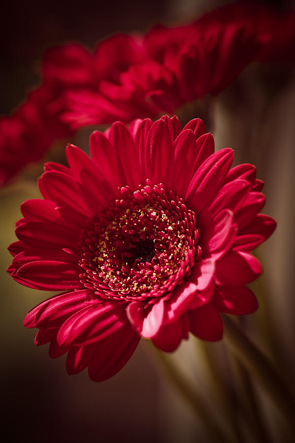 Flower Photograph - Red gerbera by Maria Heyens