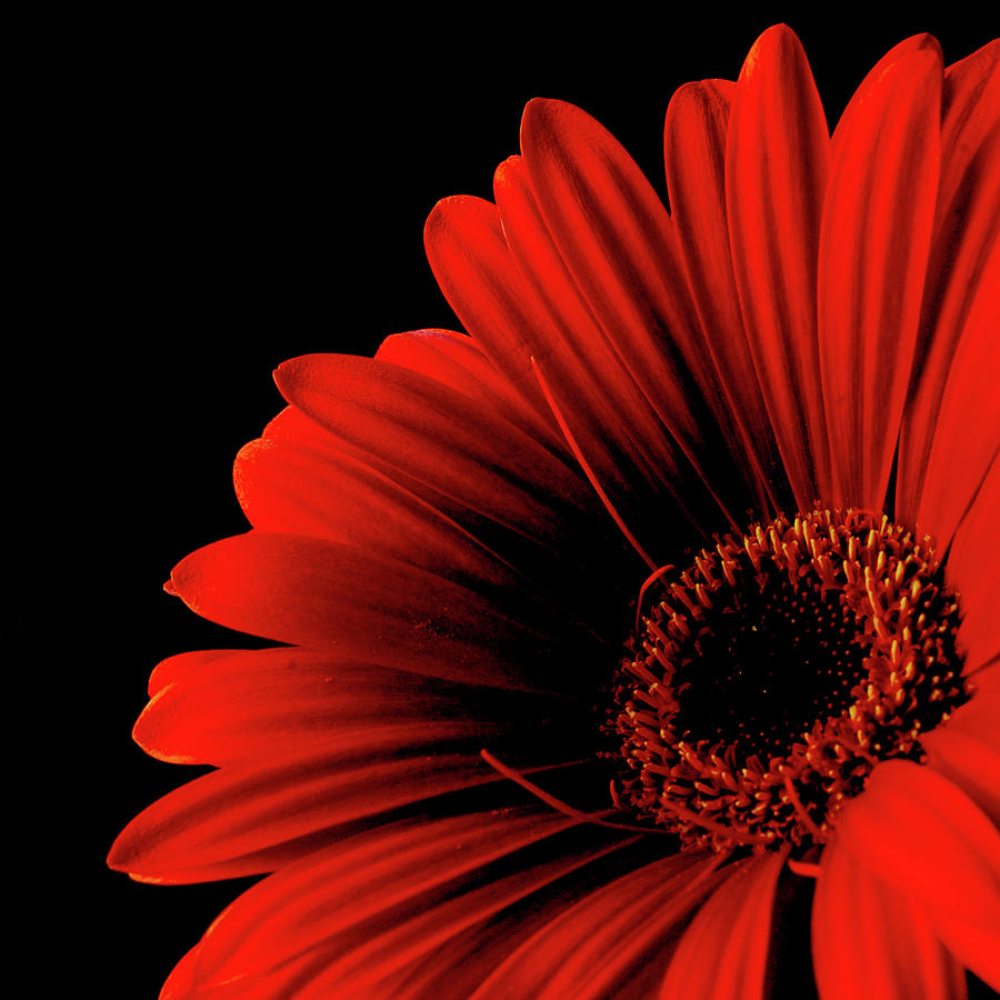 RED ORANGE GERBERA FLOWER BLACK FRAME FRAMED ART PRINT PICTURE MOUNT B12X8702