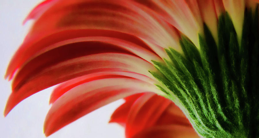 Red Gerbera Photograph by Tony Grider