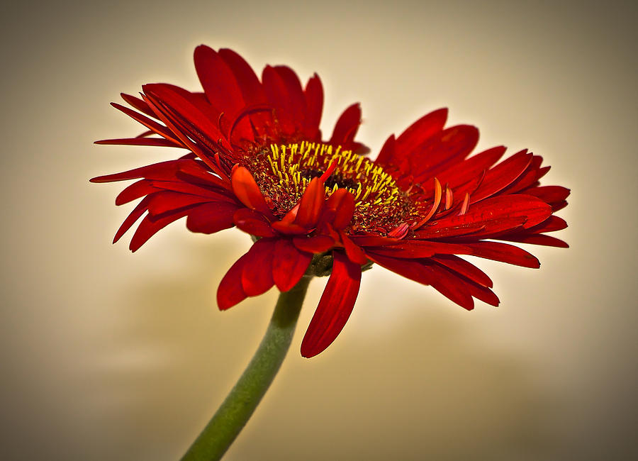 Red Gerbera Profile Photograph by Venetia Featherstone-Witty