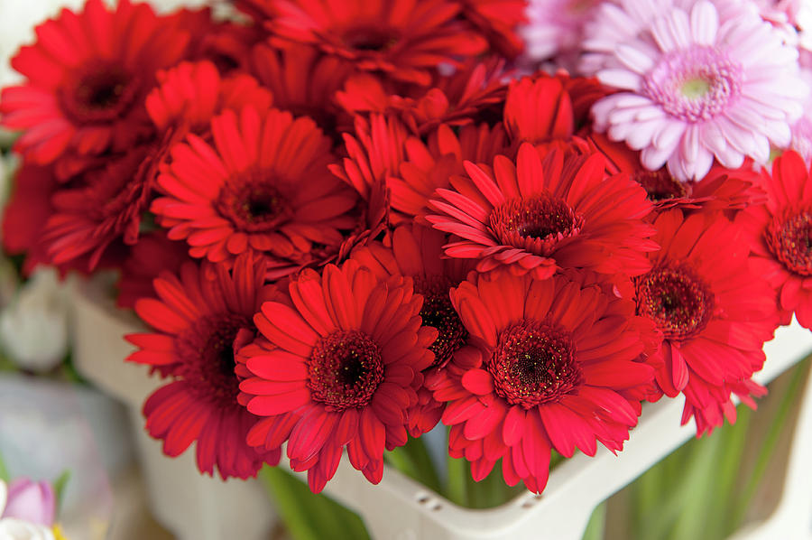 Red Gerberas at Amsterdam Flower Market Photograph by Jenny Rainbow