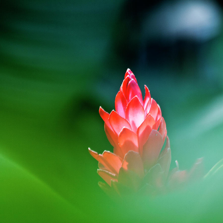 Red Ginger Photograph by Heiko Koehrer-Wagner