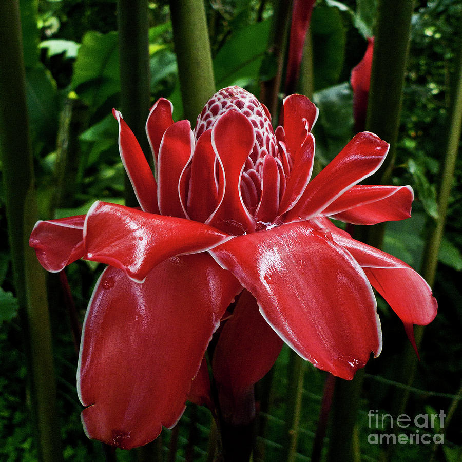 Flower Photograph - Red Ginger Lily by Heiko Koehrer-Wagner
