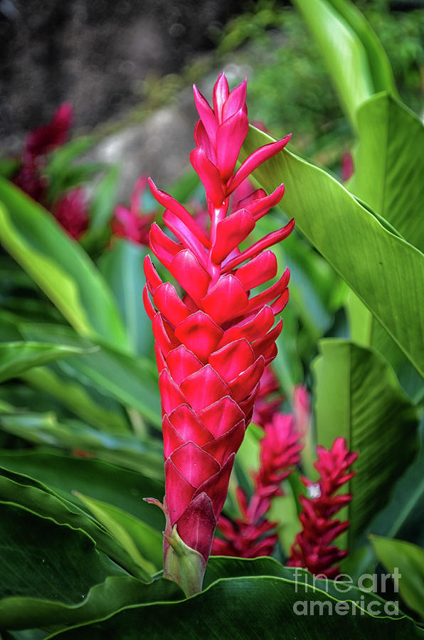 Red Ginger Photograph by Michelle Meenawong