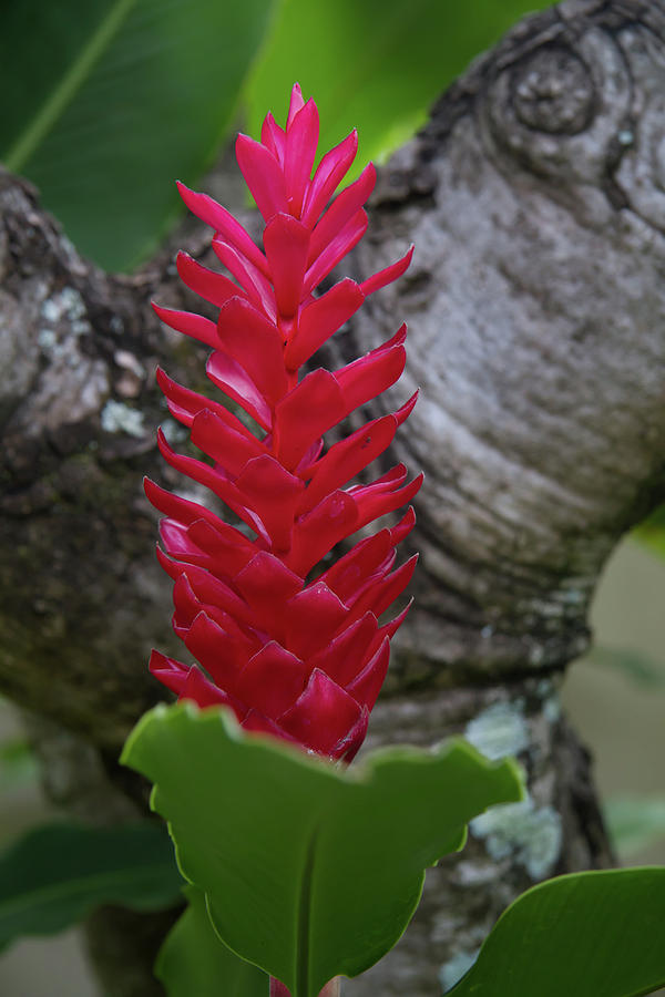 Red Ginger Photograph by Roger Mullenhour