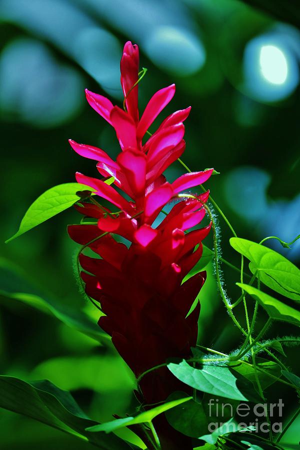 Red Ginger with Vine Photograph by Craig Wood