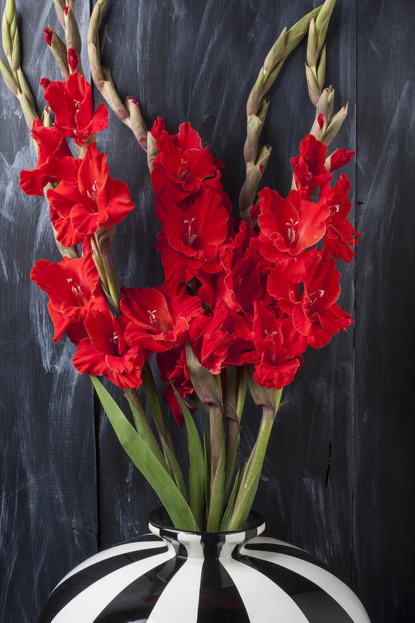 Flower Photograph - Red gladiolus in striped vase by Garry Gay