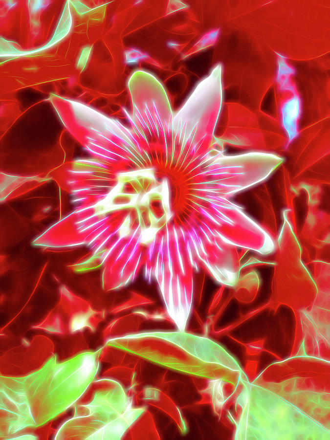 Red Glow Passion Flower 4 Photograph by Aimee L Maher ALM GALLERY