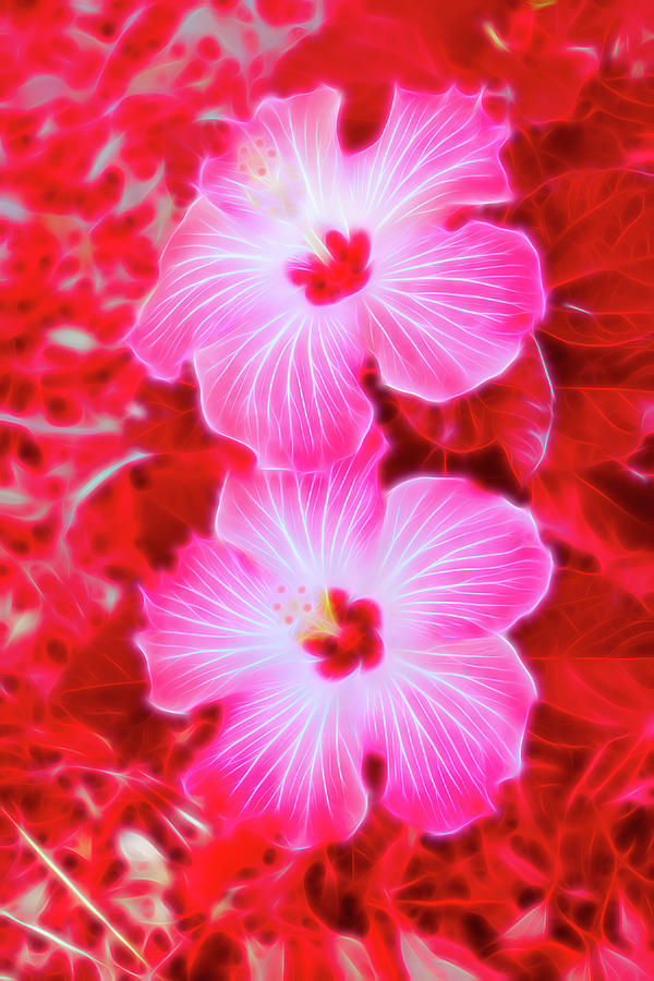 Red Glow Pink Hibiscus Blooms Vertical Photograph by Aimee L Maher ALM GALLERY