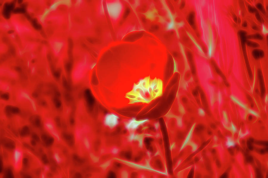 Red Glow Red Tulip Photograph by Aimee L Maher ALM GALLERY