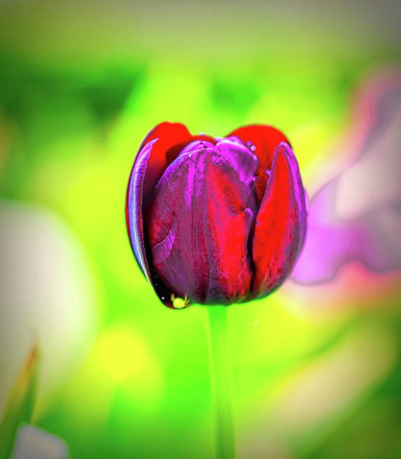 Red glowing tulip.  Photograph by Leif Sohlman