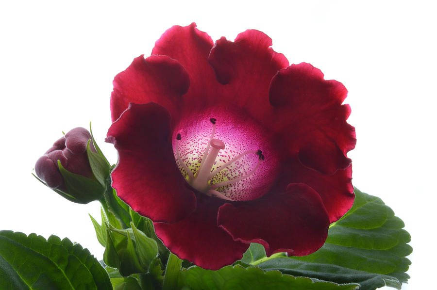 Red Gloxinia. Photograph by Terence Davis