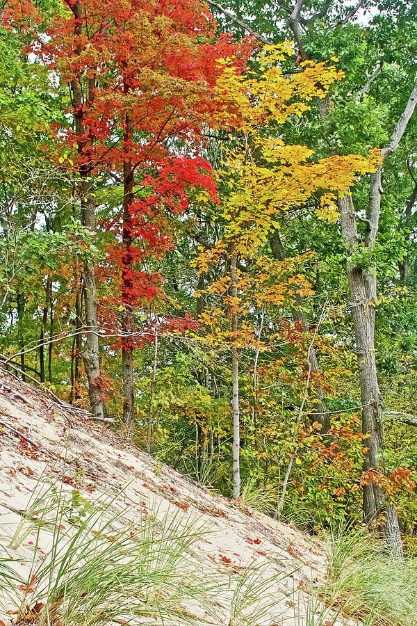 Red, Gold and Green-leafed Trees by Dunes on Trail to North Beach Park in Ottawa County, Michigan Photograph by Ruth Hager