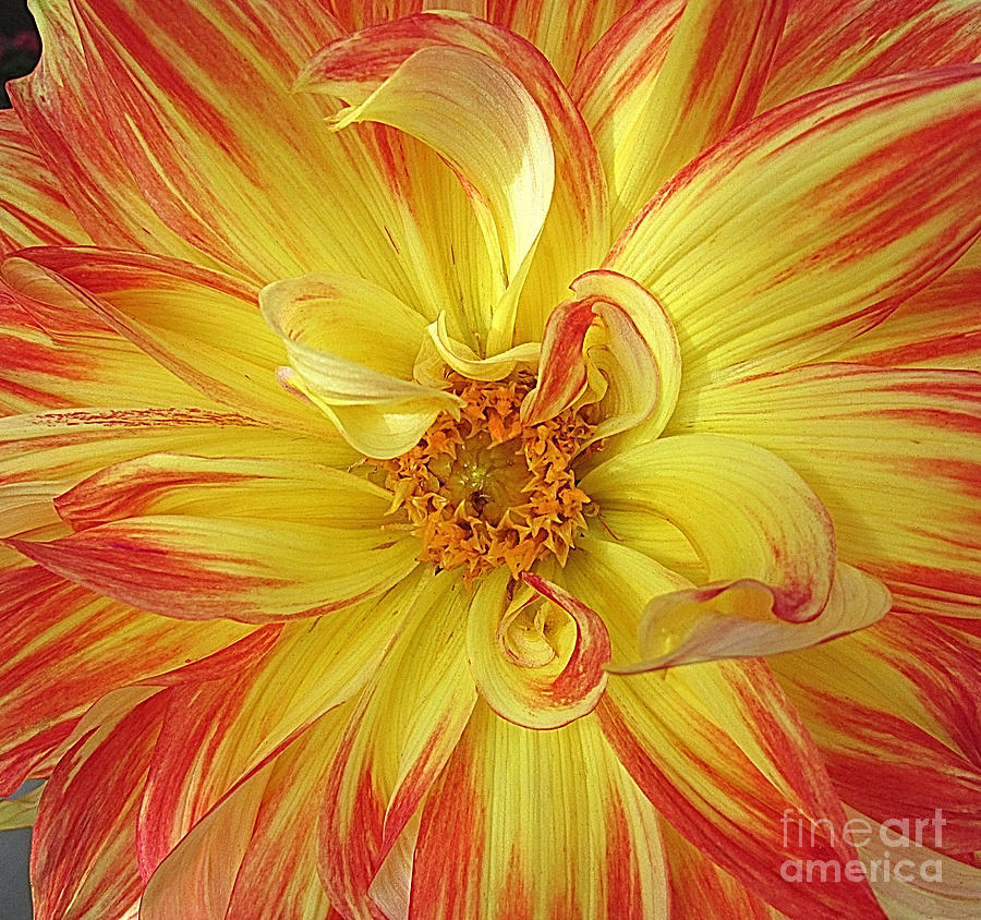 Red Gold Dahlia - Photography Photograph by Hao Aiken