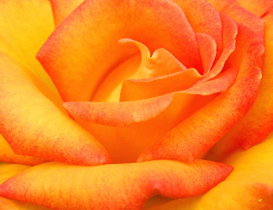 Red Gold Rose Photograph by Will Borden