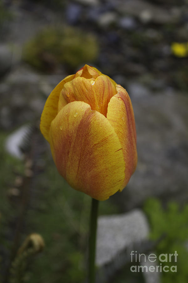 Red gold tulip Photograph by Donna L Munro