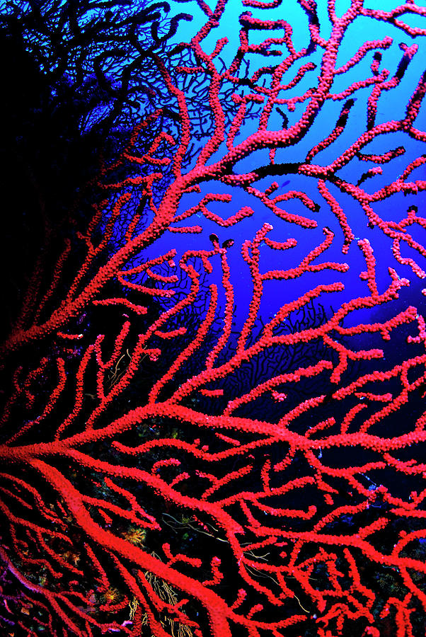 Red gorgonian sea fan underwater Photograph by Sami Sarkis