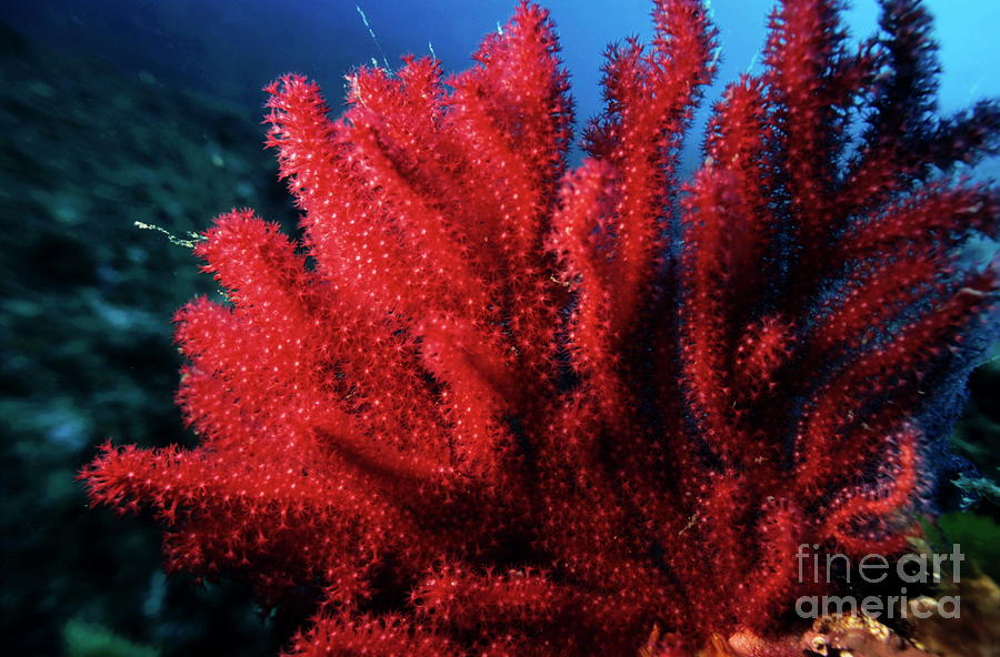 Red Gorgonian sea fan with abundance of tentacles Photograph by Sami Sarkis