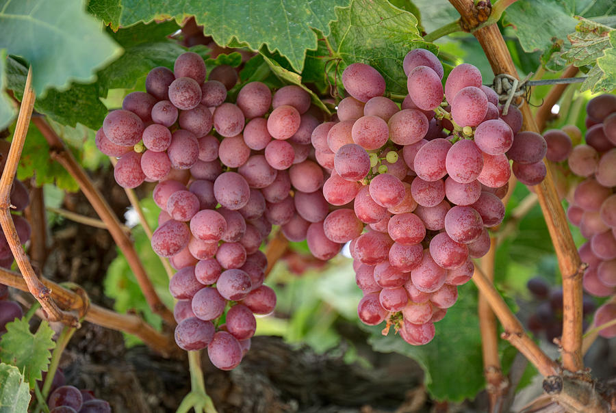 Red Grape Harvest Photograph by Joan Baker