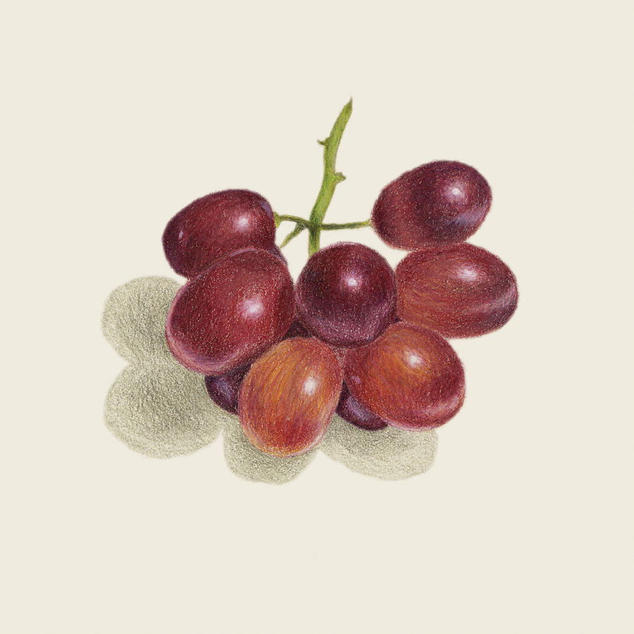 1,900+ Drawing Of A Black Grapes Stock Photos, Pictures & Royalty-Free  Images - iStock