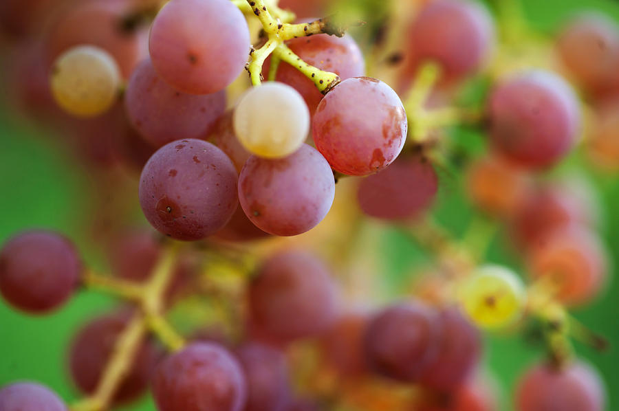 Red Grapes Photograph by Jenny Rainbow