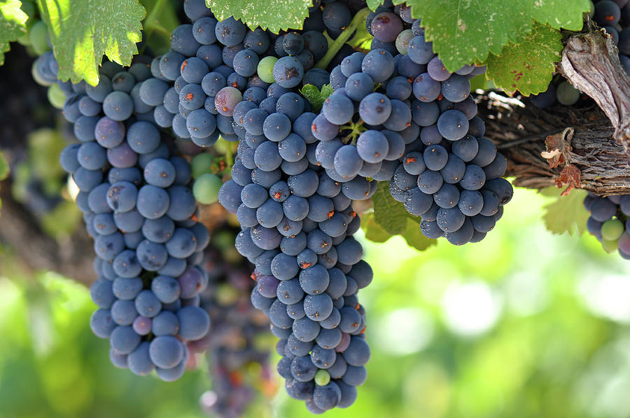 Red Grapes on the Vine in Napa Valley Photograph by Brandon Bourdages