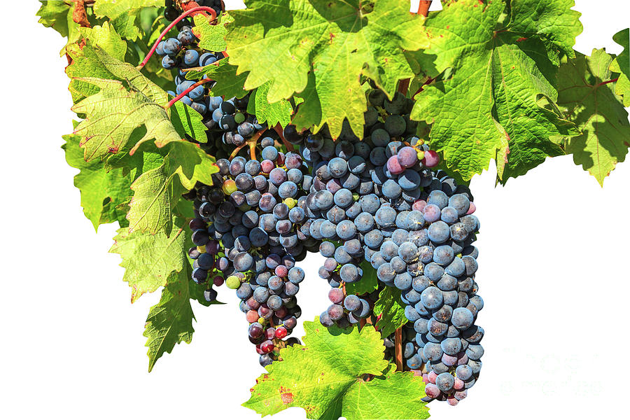 Red grapes seasonal background Photograph by Benny Marty