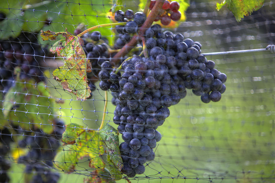 Red grapes  Photograph by Steve Gravano