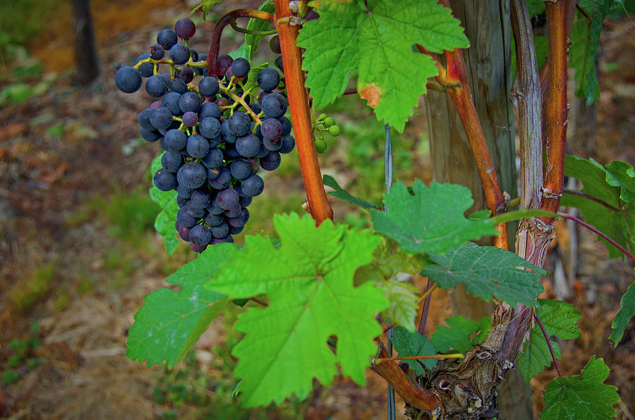 Red Grapes - Wine in Germany Photograph by Ina Kratzsch - Fine Art America