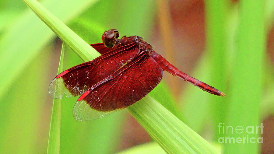 Red Grasshawk Dragonfly Photograph by Eunice Warfel