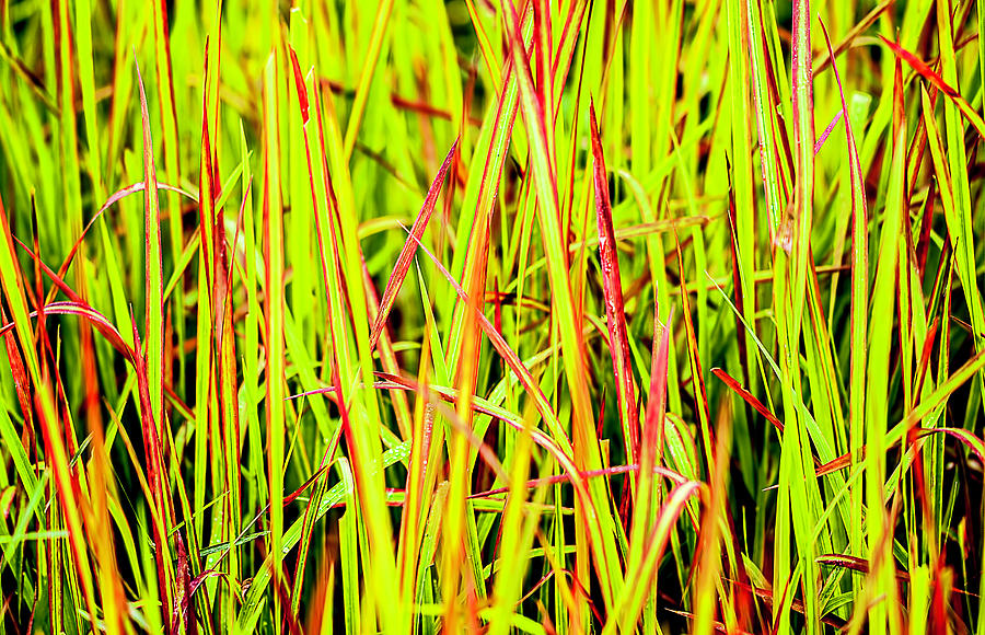Red Green and Yellow Grass Photograph by Reynaldo Williams