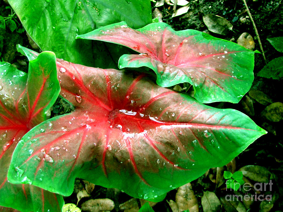 Red Green Caladium Floral Still Life Morning Rain Painting by Mas Art Studio