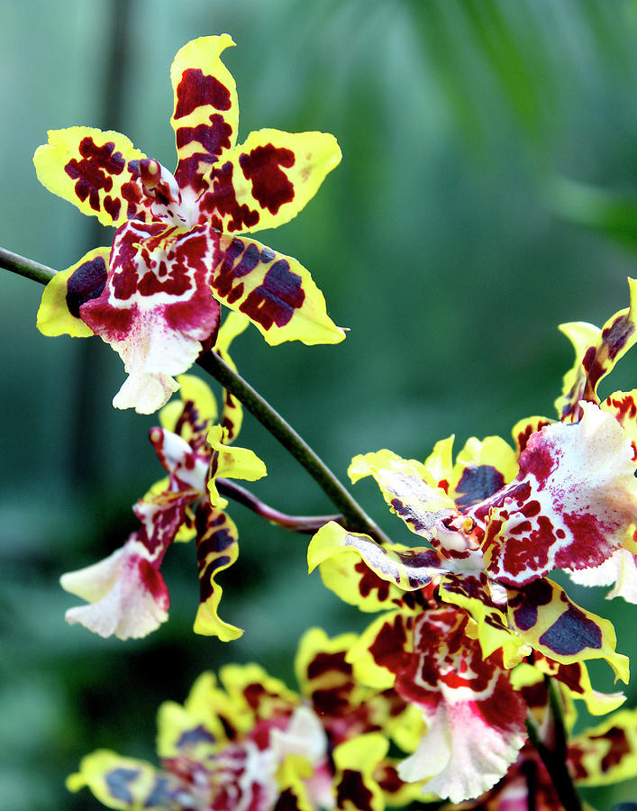 Striped Maroon and Yellow Orchid by Melinda Blackman Striped Maroon and Yellow Orchid by Melinda Blackman