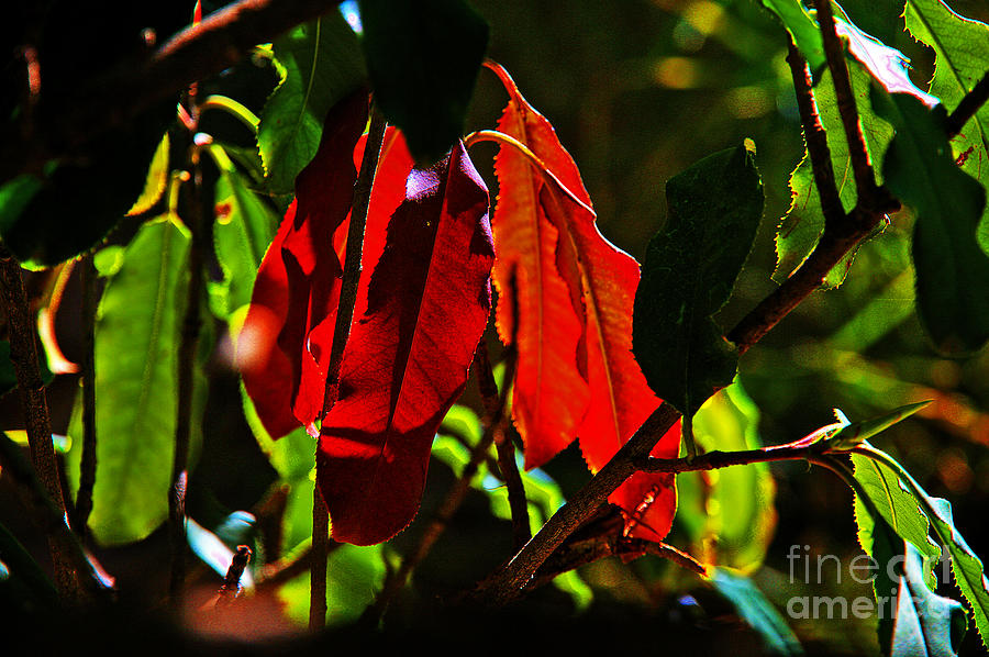 Red, Green, Foliage Photograph by David Frederick