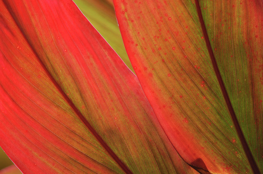 Red Green Leaf Texture Photograph by Kyle Hanson