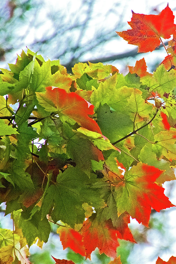 Red-Green Maple Leaves on Trail to North Beach Park in Ottawa County, Michigan Photograph by Ruth Hager