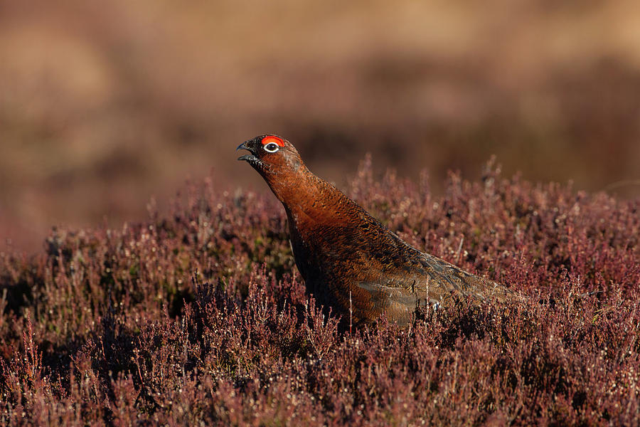 Red Grouse Calling Photograph by Pete Walkden