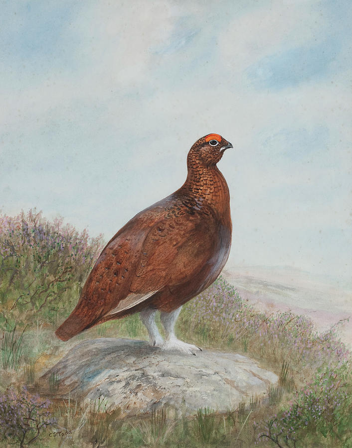 Falcon Painting - Red Grouse by Charles Stanley Todd