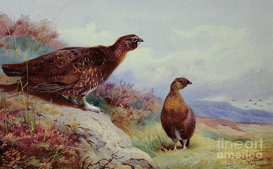 Red Grouse on the Moor, 1917 Painting by Archibald Thorburn