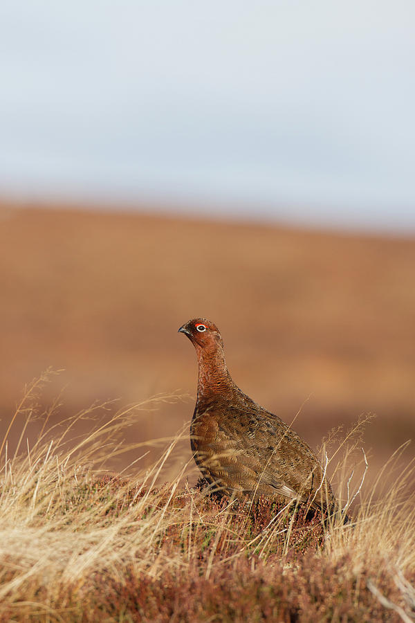 Red Grouse Photograph by Pete Walkden