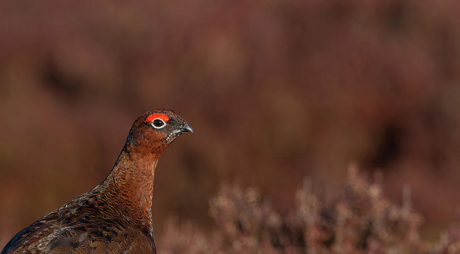 Red Grouse Portrait Photograph by Pete Walkden