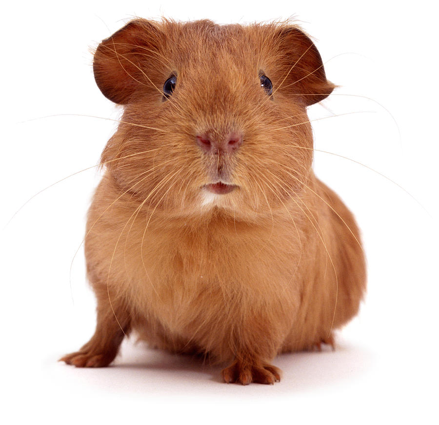 Red Guinea pig Photograph by Warren Photographic