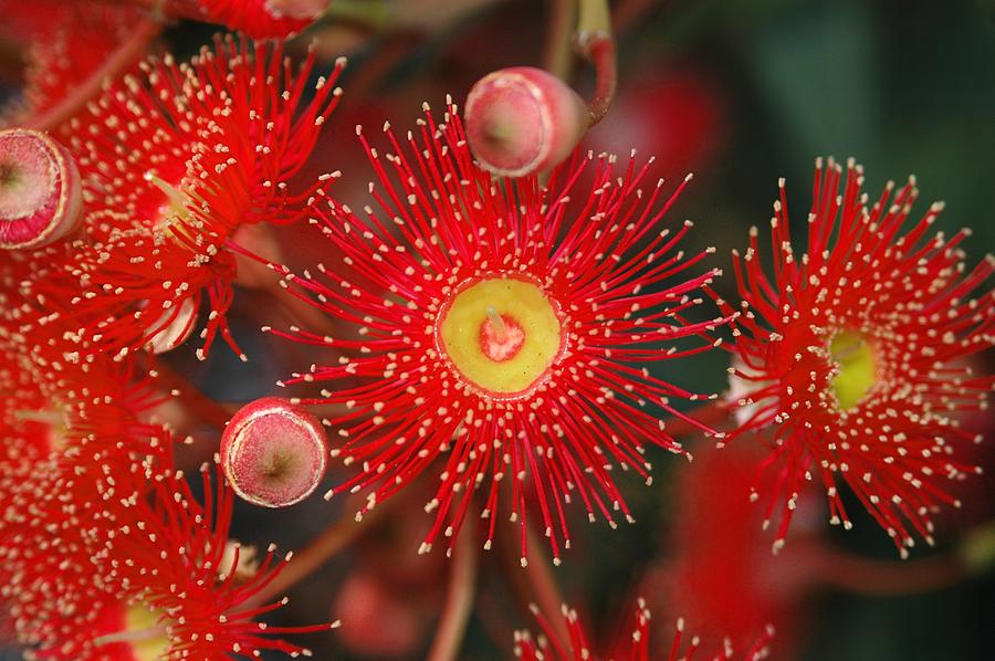 Red Gum Flower Macro Photograph by Georgiana Romanovna