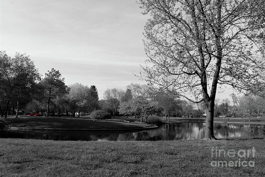 Red Hammock at Franklin Park Black and White Photograph by Karen Adams